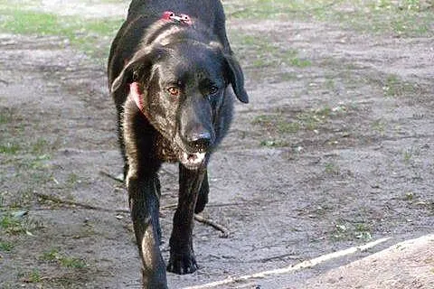Piękna Tajga w typie LABRADORA szuka domu