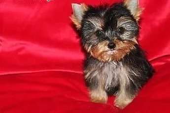 Piekne szczeniaki yorki terrier do przyjecia,  ślą