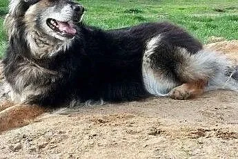 Mika wspaniała sunia szuka kochającego domku na ca