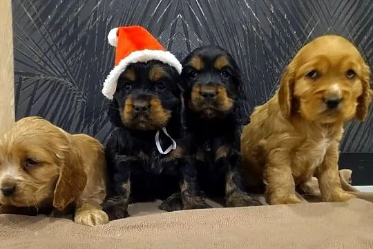 Cocker Spaniel Angielski