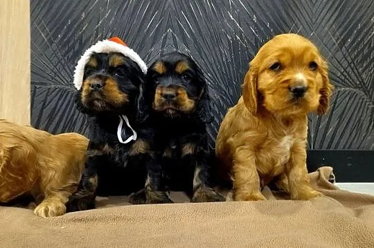 Cocker Spaniel Angielski, Mazowieckie, Radom