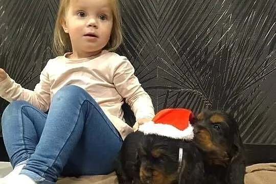 Cocker Spaniel Angielski, Mazowieckie, Radom