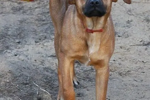 Borysek, przyjazny i energiczny SZCZENIAK adopcja,