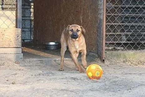Borysek, przyjazny i energiczny SZCZENIAK adopcja,