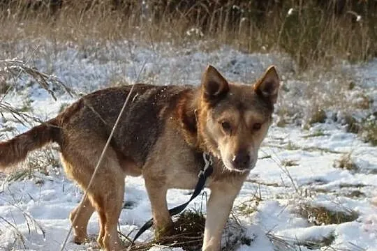 Bobi - niewymagający starszy pan o ciepłym spojrzeniu