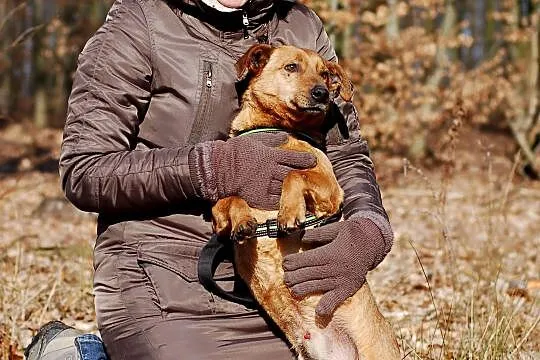 Grzeczny Rudy, wesoły malec do adopcji!