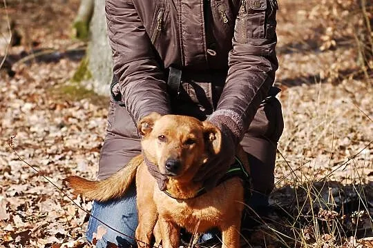 Grzeczny Rudy, wesoły malec do adopcji!