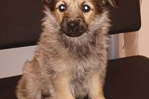 Ambrozja - szczeniak, mała i słodka sunia - do adopcji ,  mazowieckie Warszawa