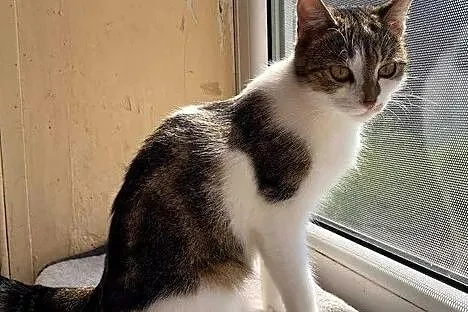 Lusia - urocza kotka szuka nowej rodziny, Łódź