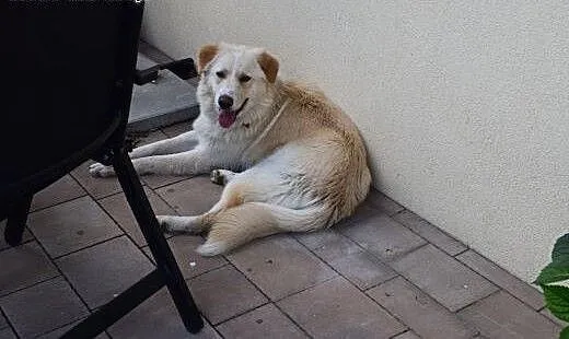 Misio fajny pies do adopcji, lubelskie Lublin
