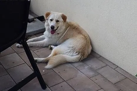 Misio fajny pies do adopcji, lubelskie Lublin