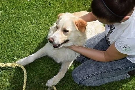 Misio fajny pies do adopcji,  lubelskie Lublin