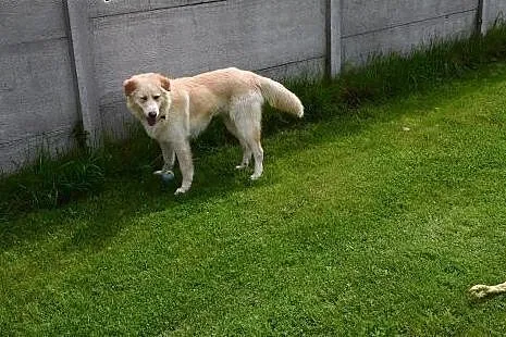 Misio fajny pies do adopcji,  lubelskie Lublin
