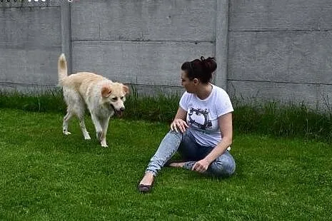 Misio fajny pies do adopcji,  lubelskie Lublin