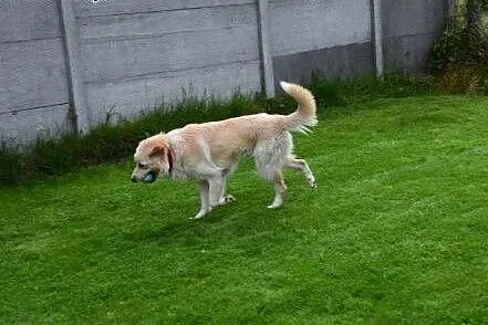 Misio fajny pies do adopcji,  lubelskie Lublin