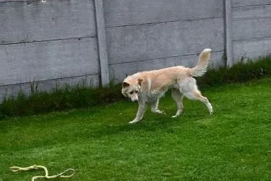 Misio fajny pies do adopcji,  lubelskie Lublin