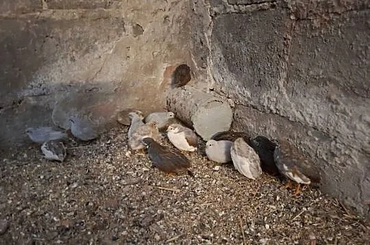 Przepiórki hinskie różne kolory