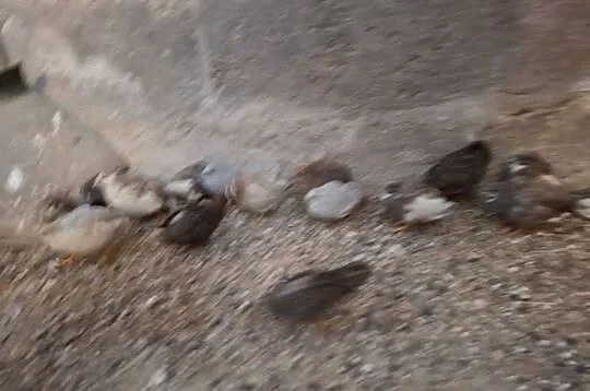 Przepiórki hinskie różne kolory, Lubelskie, Horodło