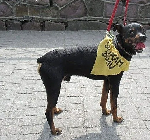 Pinczer Reksiu pilnie szuka nowego domu!, podkarp