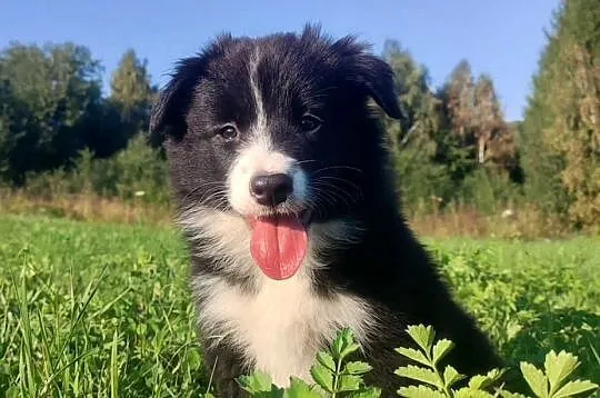 Piękna Rasowa suczka z pełną dok. - Szczeniak BORDER COLLIE z Hodowli
