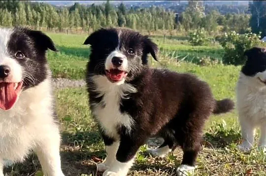 Piękna Rasowa suczka z pełną dok. - Szczeniak BORDER COLLIE z Hodowli, Podkarpackie, Iwonicz