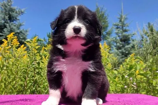 Piękna Rasowa suczka z pełną dok. - Szczeniak BORDER COLLIE z Hodowli, Podkarpackie, Iwonicz