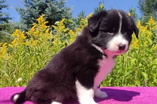 Piękna Rasowa suczka z pełną dok. - Szczeniak BORDER COLLIE z Hodowli, Podkarpackie, Iwonicz