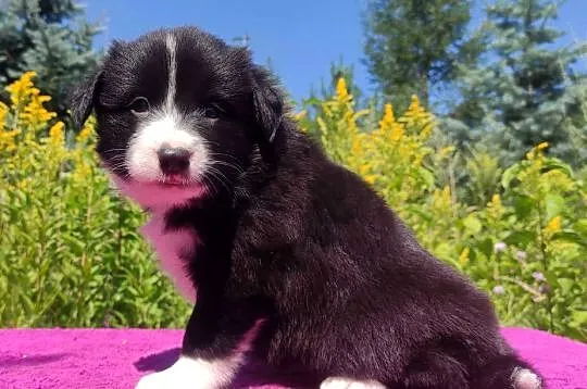 Piękna Rasowa suczka z pełną dok. - Szczeniak BORDER COLLIE z Hodowli, Podkarpackie, Iwonicz