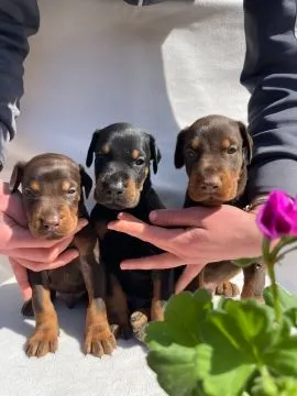 Doberman Piękne zarejestrowane szczenięta na sprzedaż, Mazowieckie, Warszawa