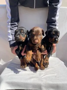 Doberman Piękne zarejestrowane szczenięta na sprzedaż