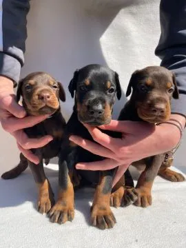 Doberman Piękne zarejestrowane szczenięta na sprzedaż, Mazowieckie, Warszawa