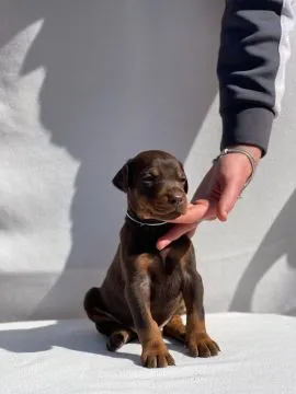 Doberman Piękne zarejestrowane szczenięta na sprzedaż, Mazowieckie, Warszawa