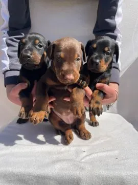Doberman Piękne zarejestrowane szczenięta na sprzedaż, Mazowieckie, Warszawa