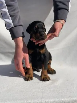 Doberman Piękne zarejestrowane szczenięta na sprzedaż, Mazowieckie, Warszawa