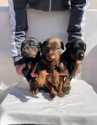 Doberman Piękne zarejestrowane szczenięta na sprzedaż