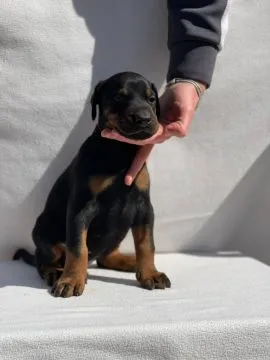 Doberman Piękne zarejestrowane szczenięta na sprzedaż, Mazowieckie, Warszawa