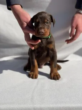 Doberman Piękne zarejestrowane szczenięta na sprzedaż, Mazowieckie, Warszawa