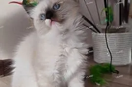 Koteczka Ragdoll na listopad, spokojna. Rodowód, chip, wyprawka, umowa.