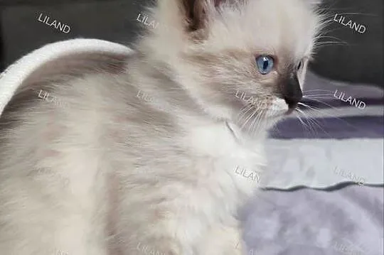 Koteczka Ragdoll na listopad, spokojna. Rodowód, chip, wyprawka, umowa., Śląskie, Konopiska