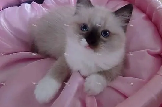 Koteczka Ragdoll na listopad, spokojna. Rodowód, chip, wyprawka, umowa., Śląskie, Konopiska