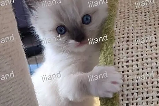 Koteczka Ragdoll na listopad, spokojna. Rodowód, chip, wyprawka, umowa., Śląskie, Konopiska