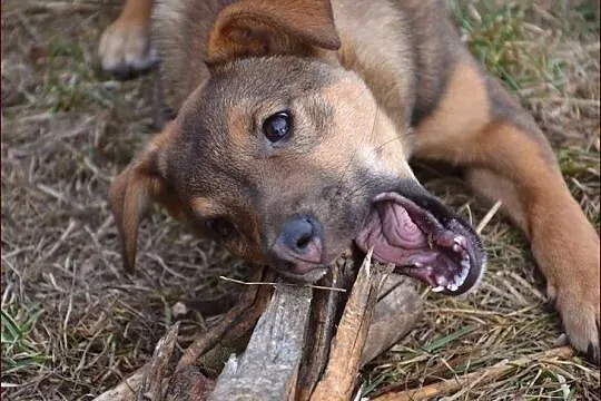 Zula - ładne dzieciątko czeka na dom :)