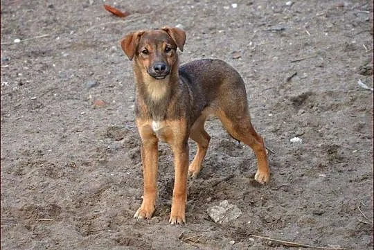 Zula - ładne dzieciątko czeka na dom :)