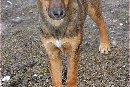 Zula - ładne dzieciątko czeka na dom :)