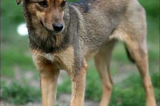 Zula - ładne dzieciątko czeka na dom :)