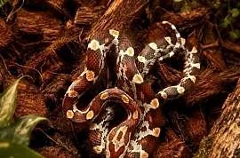 Wąż zbożowy Classic 100% het albino stripe