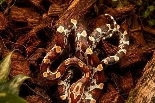 Wąż zbożowy Classic 100% het albino stripe
