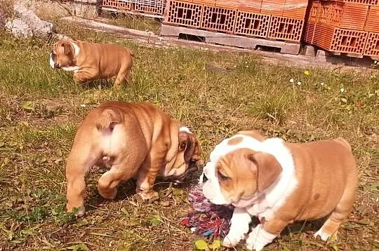 Buldog Angielski FCI - szczenięta - odbiór od 02.1