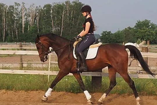 Młoda piękna klacz sport hodowla