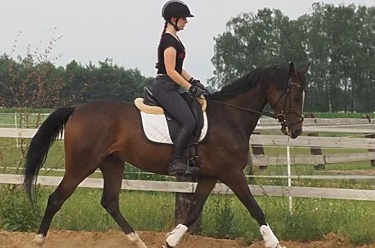 Młoda piękna klacz sport hodowla, , 